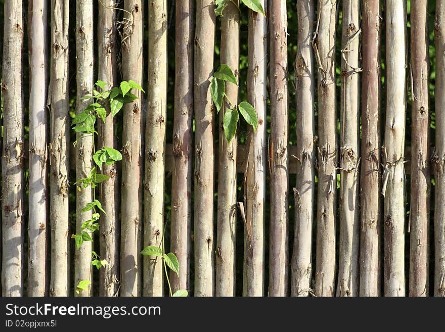 Eucalyptus wood wall to traditional list to make a row. Eucalyptus wood wall to traditional list to make a row