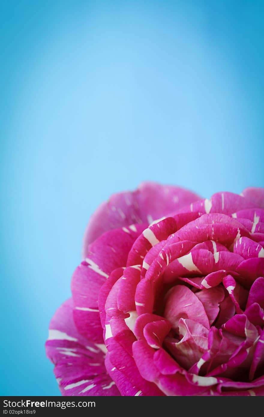 Postcard with close-up of a pink rose. Postcard with close-up of a pink rose