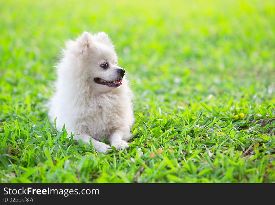 White dog grovels on green grass staring to its left side. White dog grovels on green grass staring to its left side.