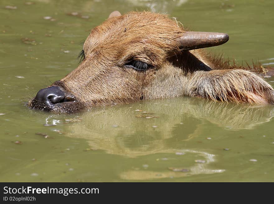 Thai water buffalo, children played in the sun hot. Thai water buffalo, children played in the sun hot.