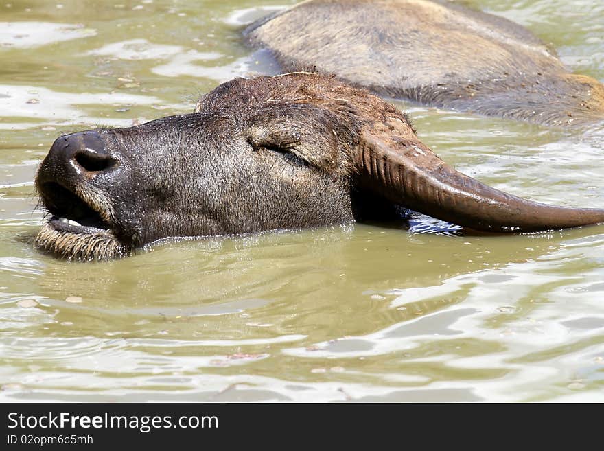 Buffalo Thailand