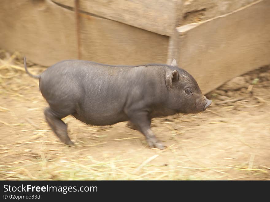 Running piglet small and nimble