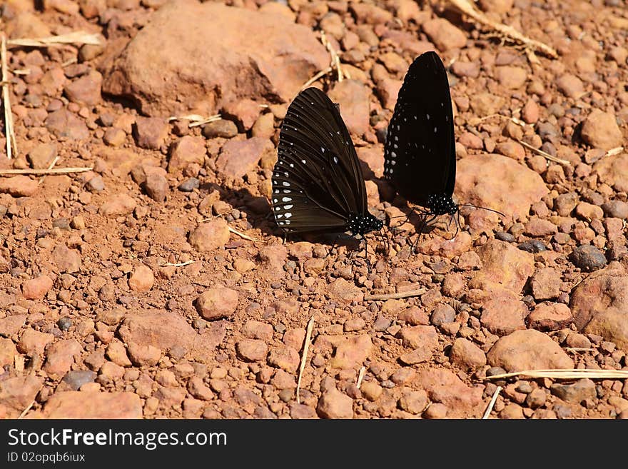 Black butterfly sitting on a stone path.