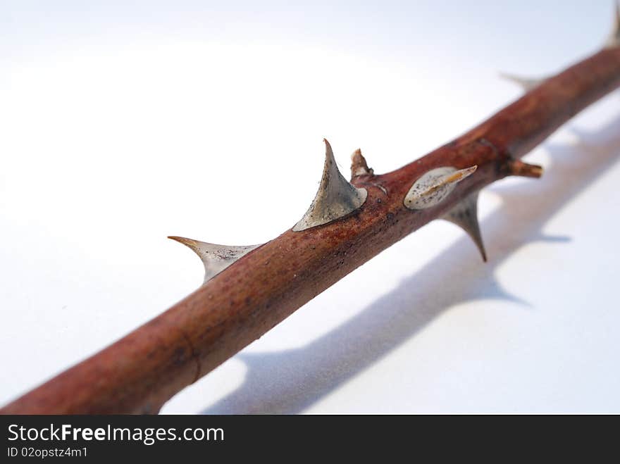 Detail of a rose thorns on the white background