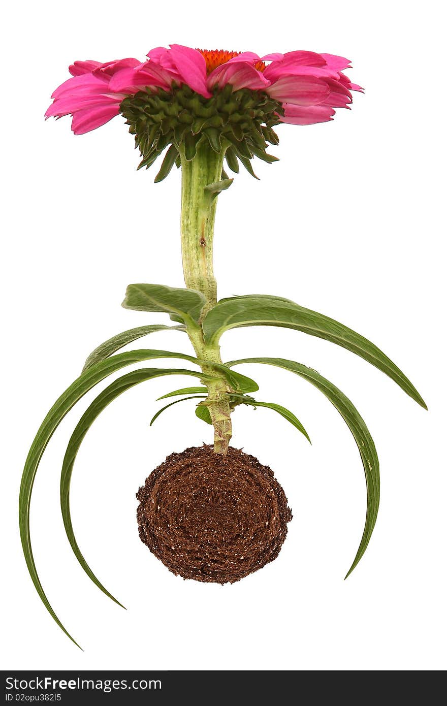 Pink coneflower in circle of dirt over white background.