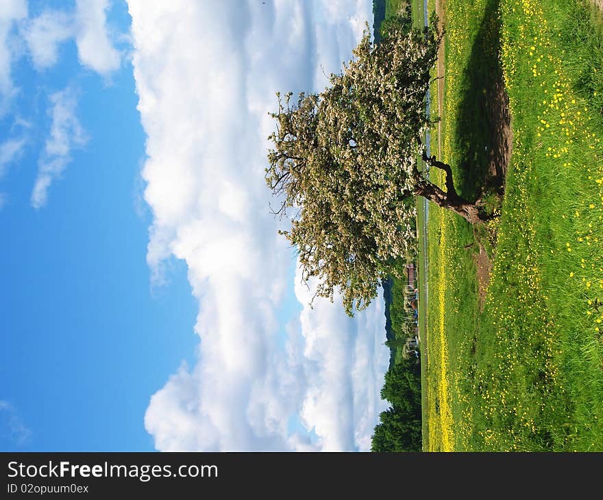 Old Tree In Port Meadow, Oxford, UK