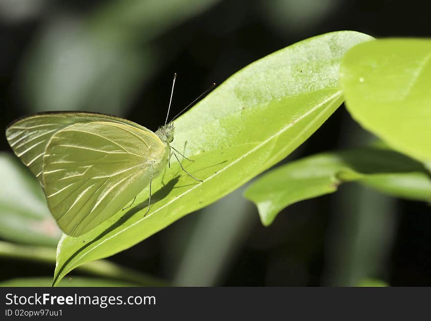 Yellow butterfly stuck on a leaf