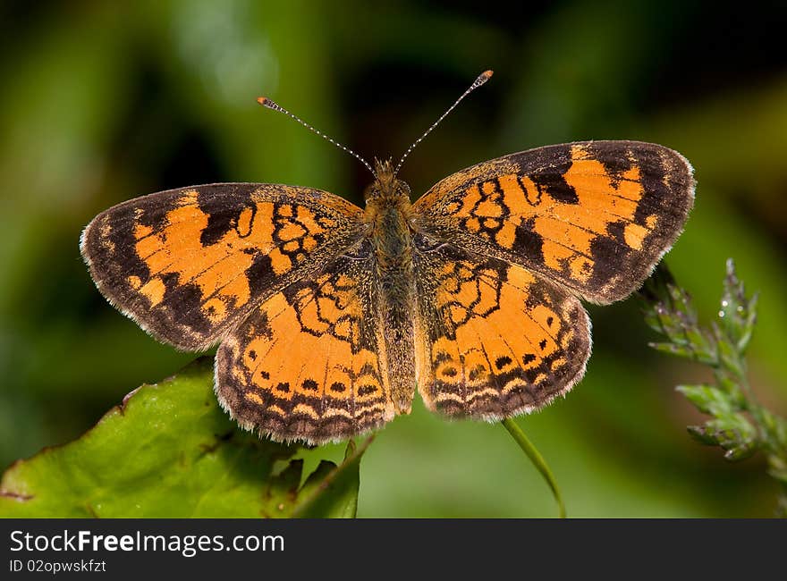 Pearl Crescent