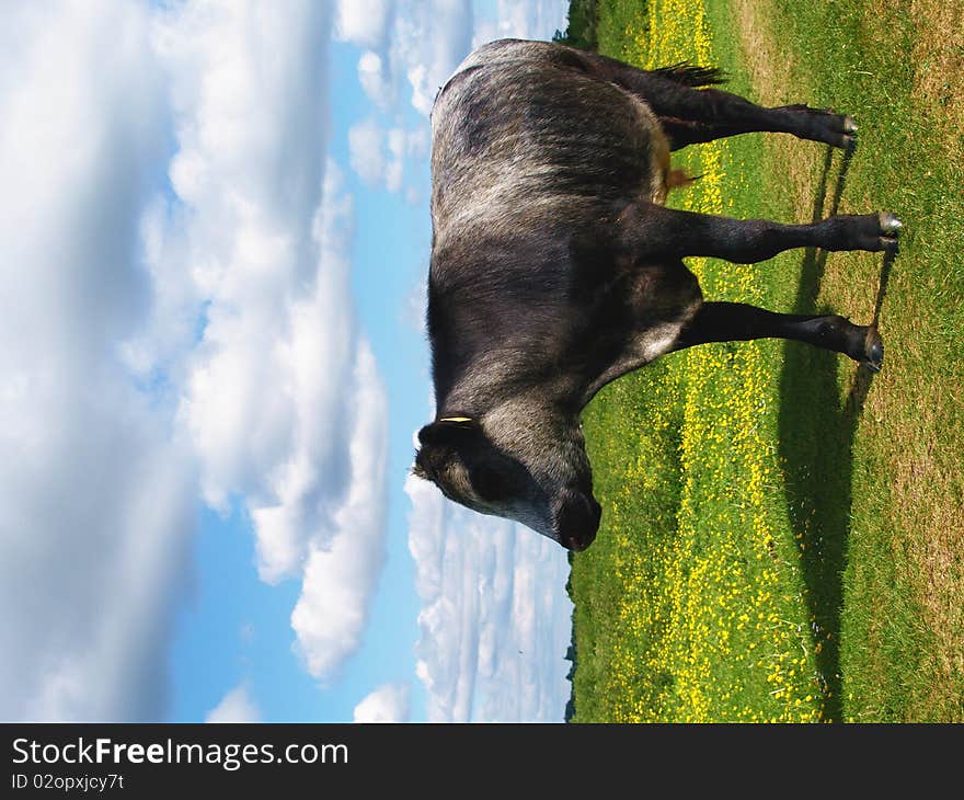 Resting cows