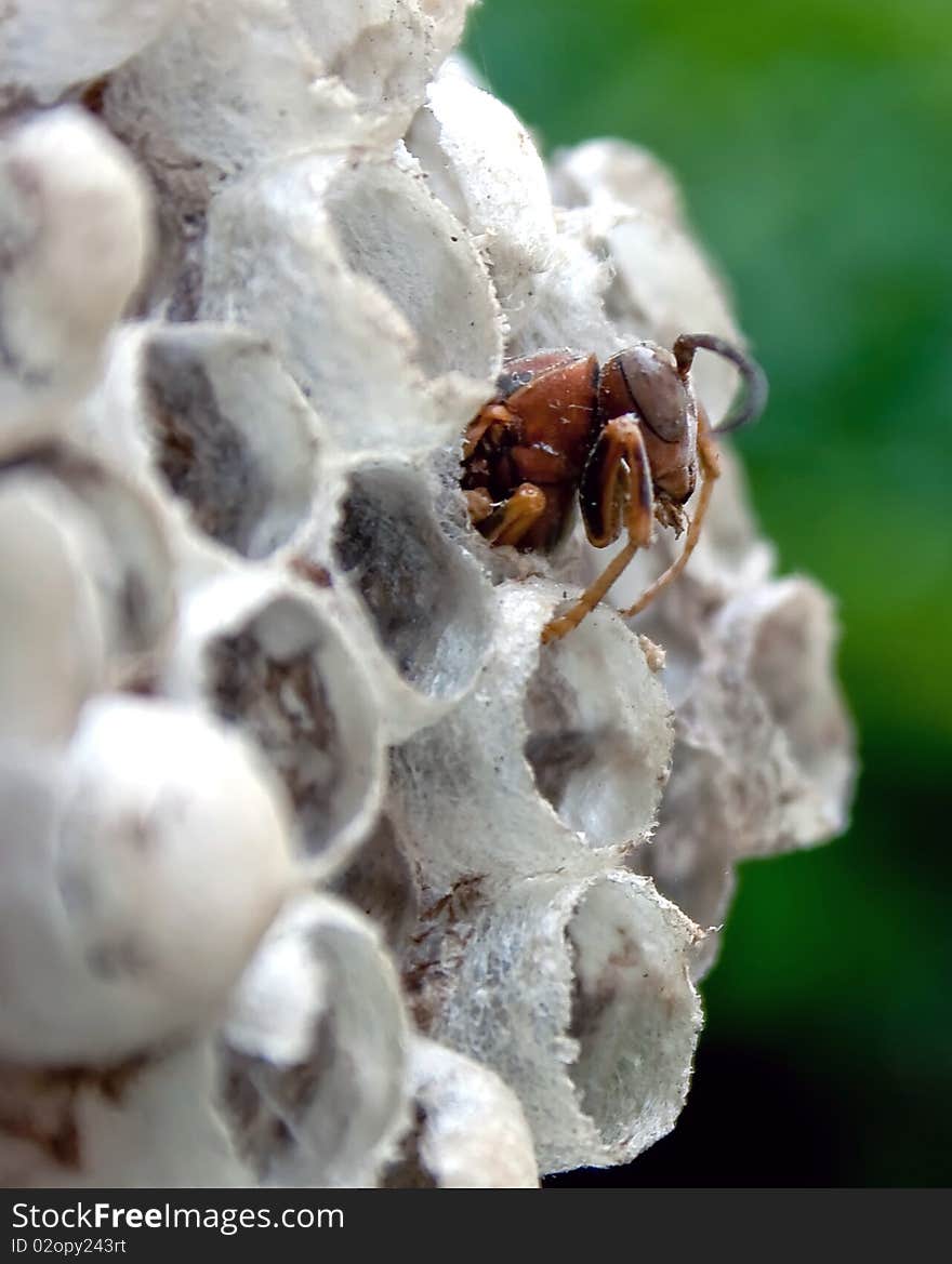 Wasp s Nest