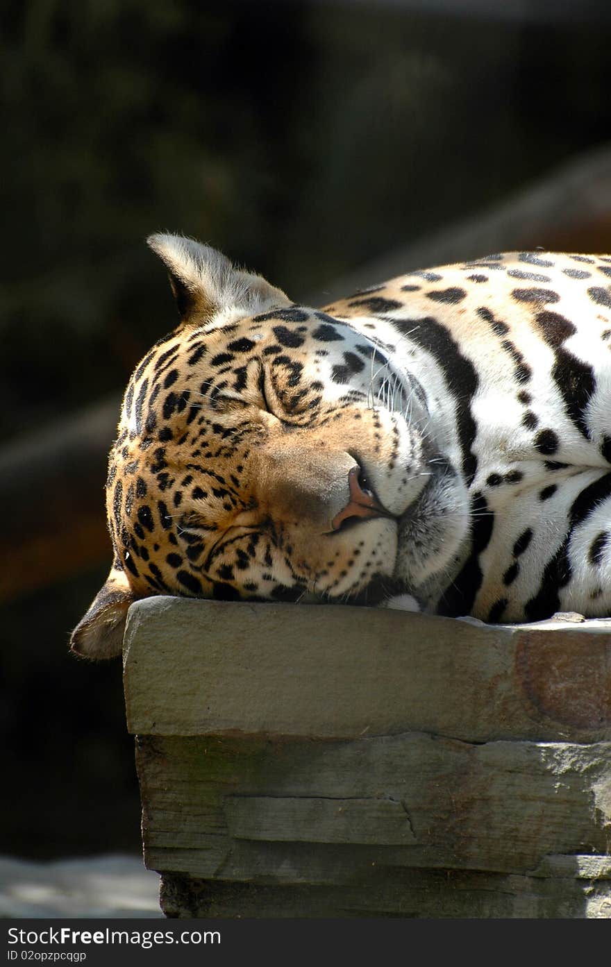 Sleeping leopard