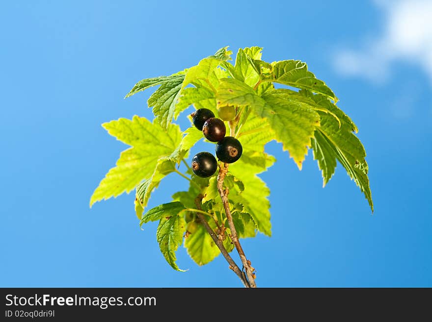 Black currants. Leaves and berrys on blue sky background.