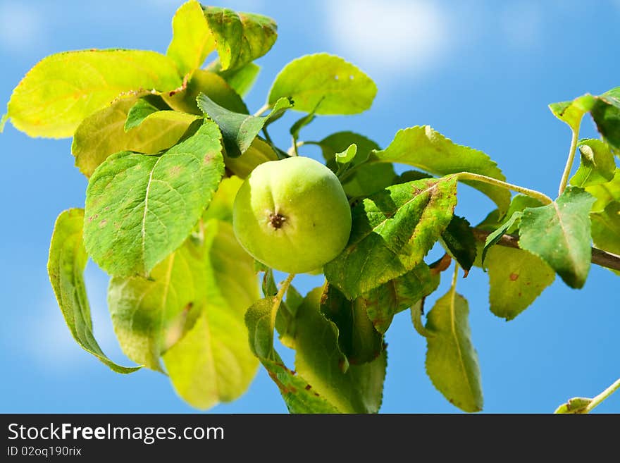 Little green apple.