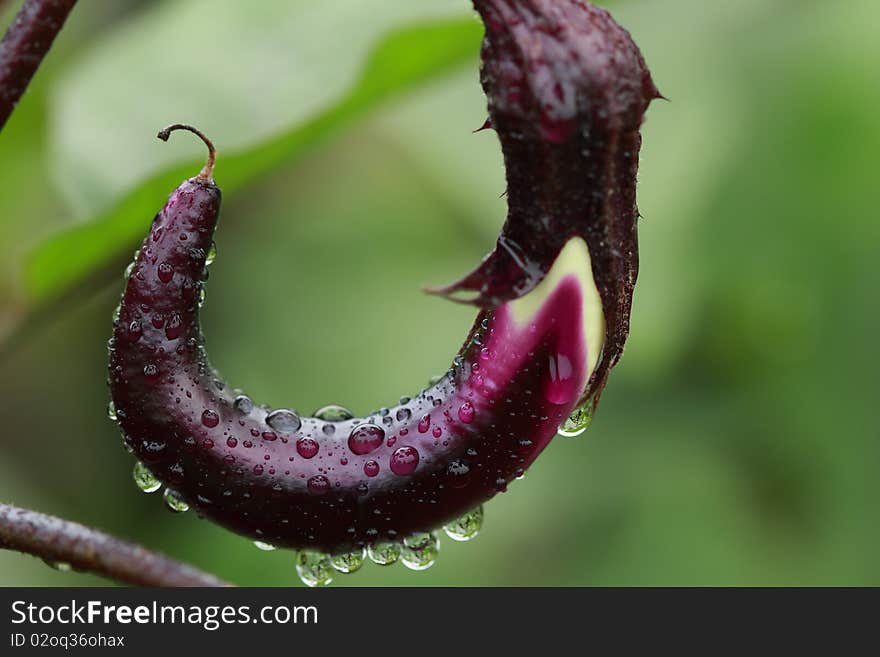 Eggplant growing in the field