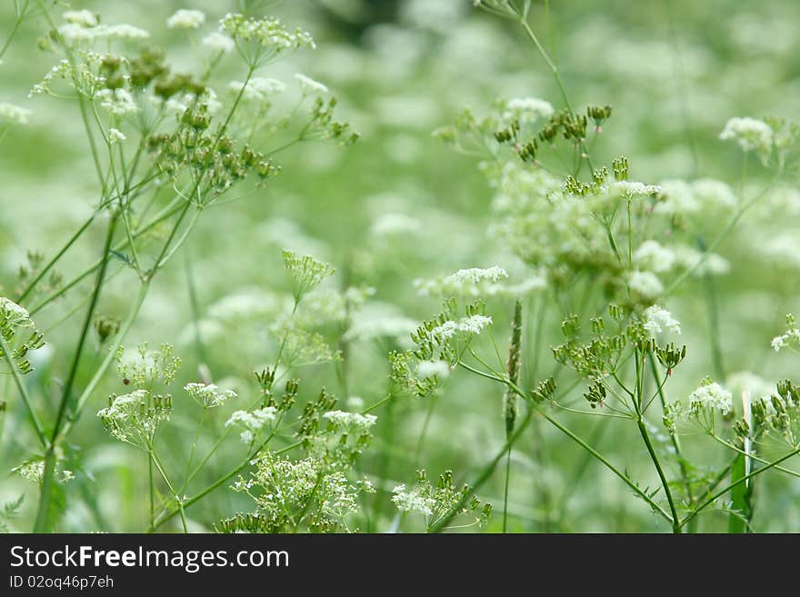 Background Beautiful white flowers and plants on a summer meadow. Background Beautiful white flowers and plants on a summer meadow