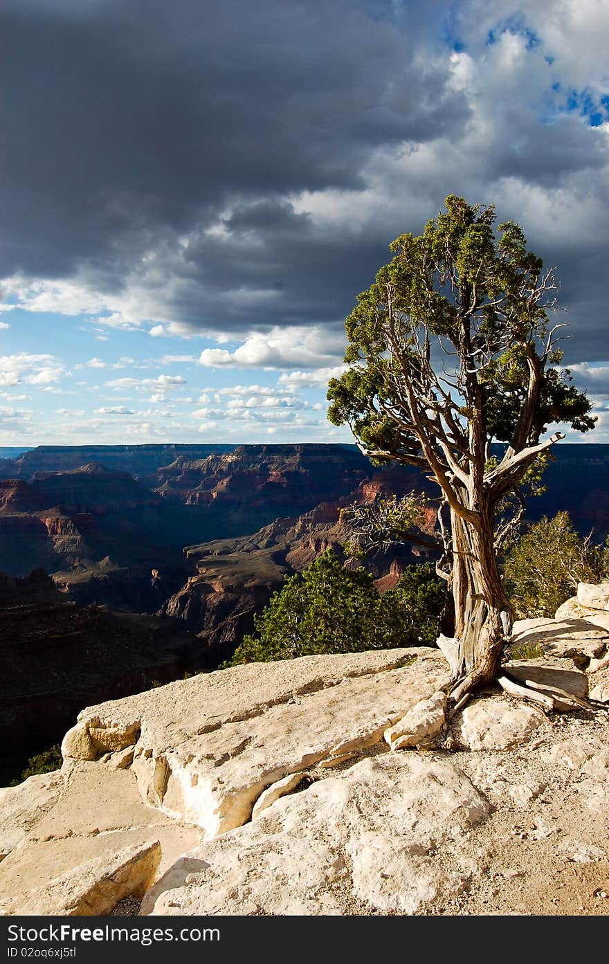 This is an image of a tree in the Grand Canyon, Arizona. This is an image of a tree in the Grand Canyon, Arizona.