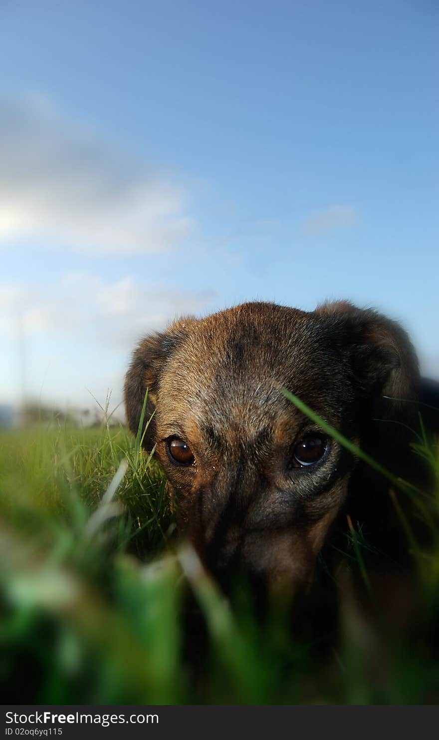 This is an image of a puppy names Navajo as she peeks through the grass. This is an image of a puppy names Navajo as she peeks through the grass.