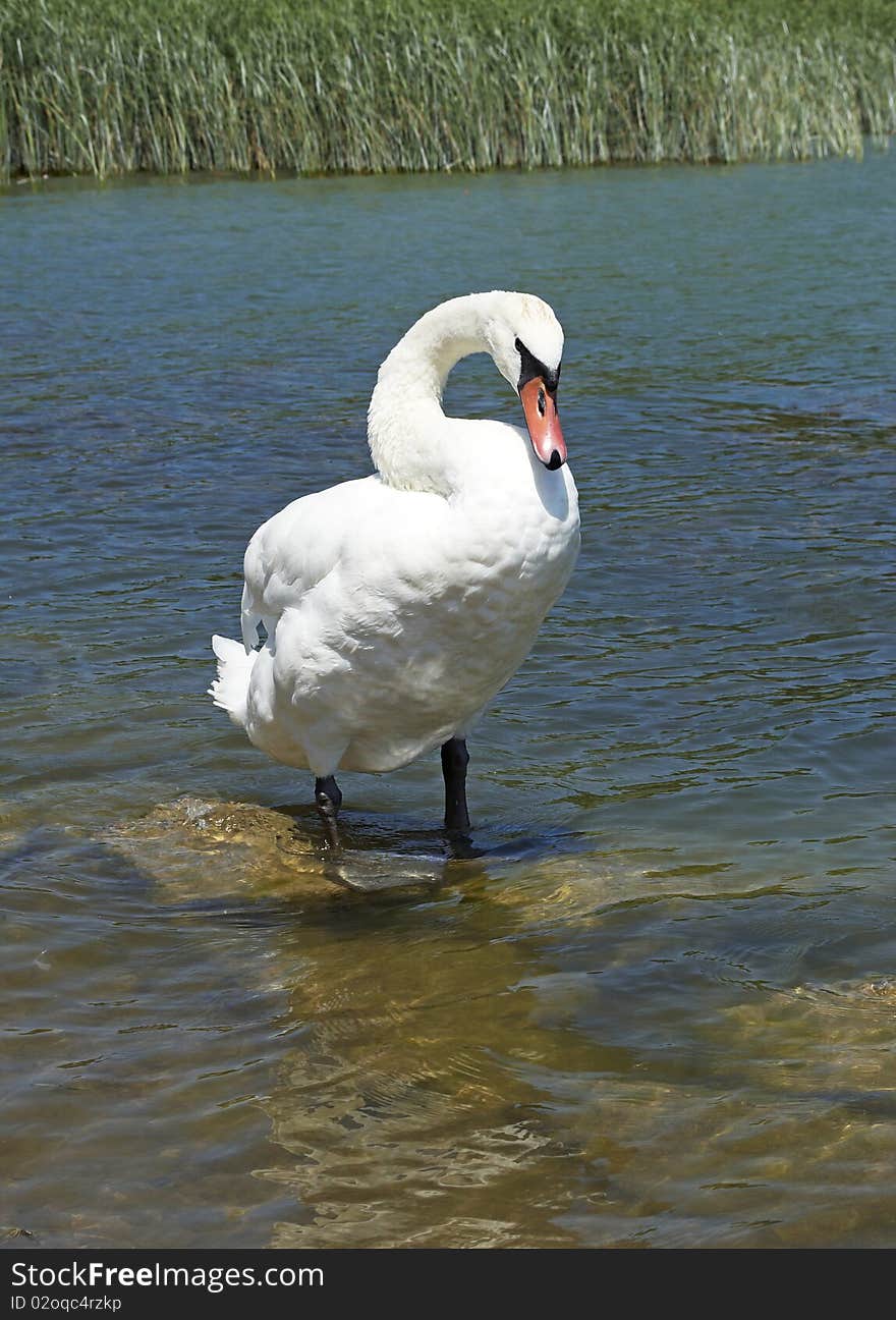 Swan is relaxing at the Lake Balaton