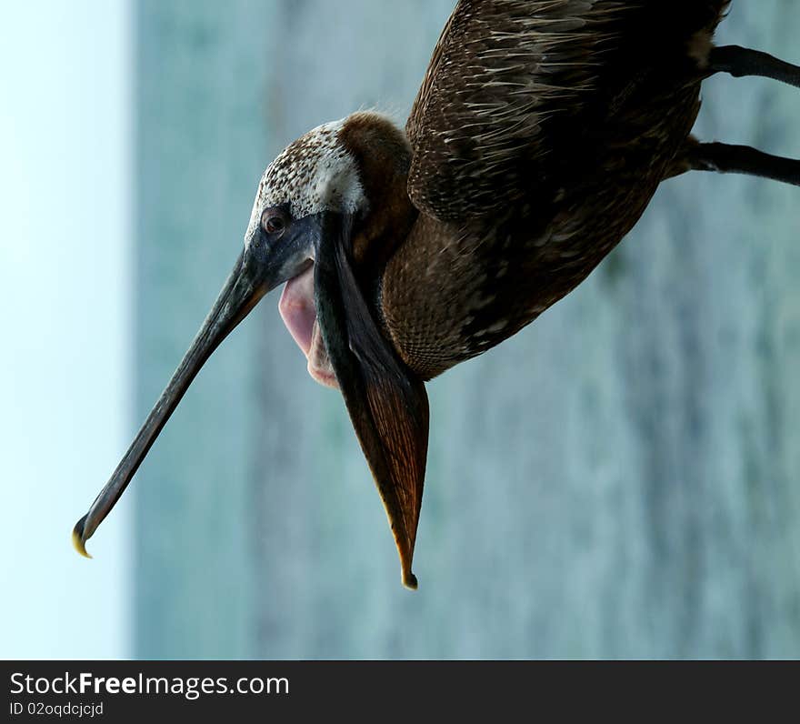 Pelican