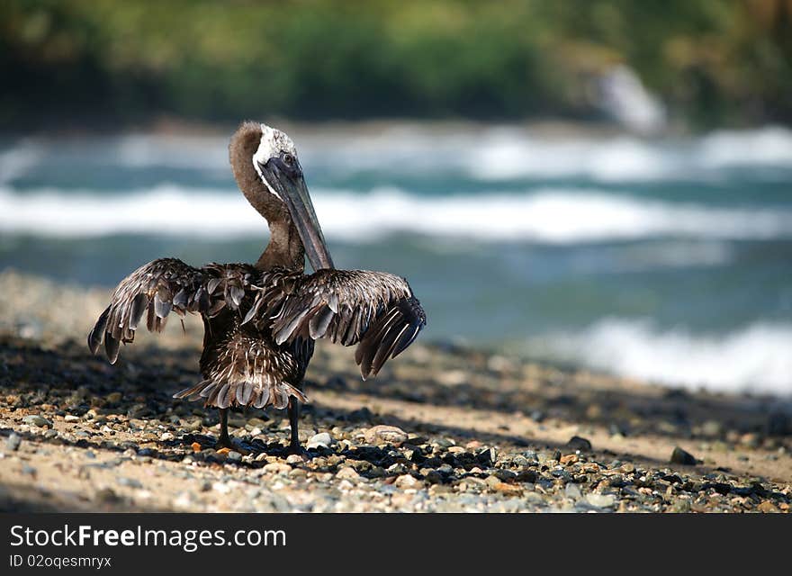 Pelican