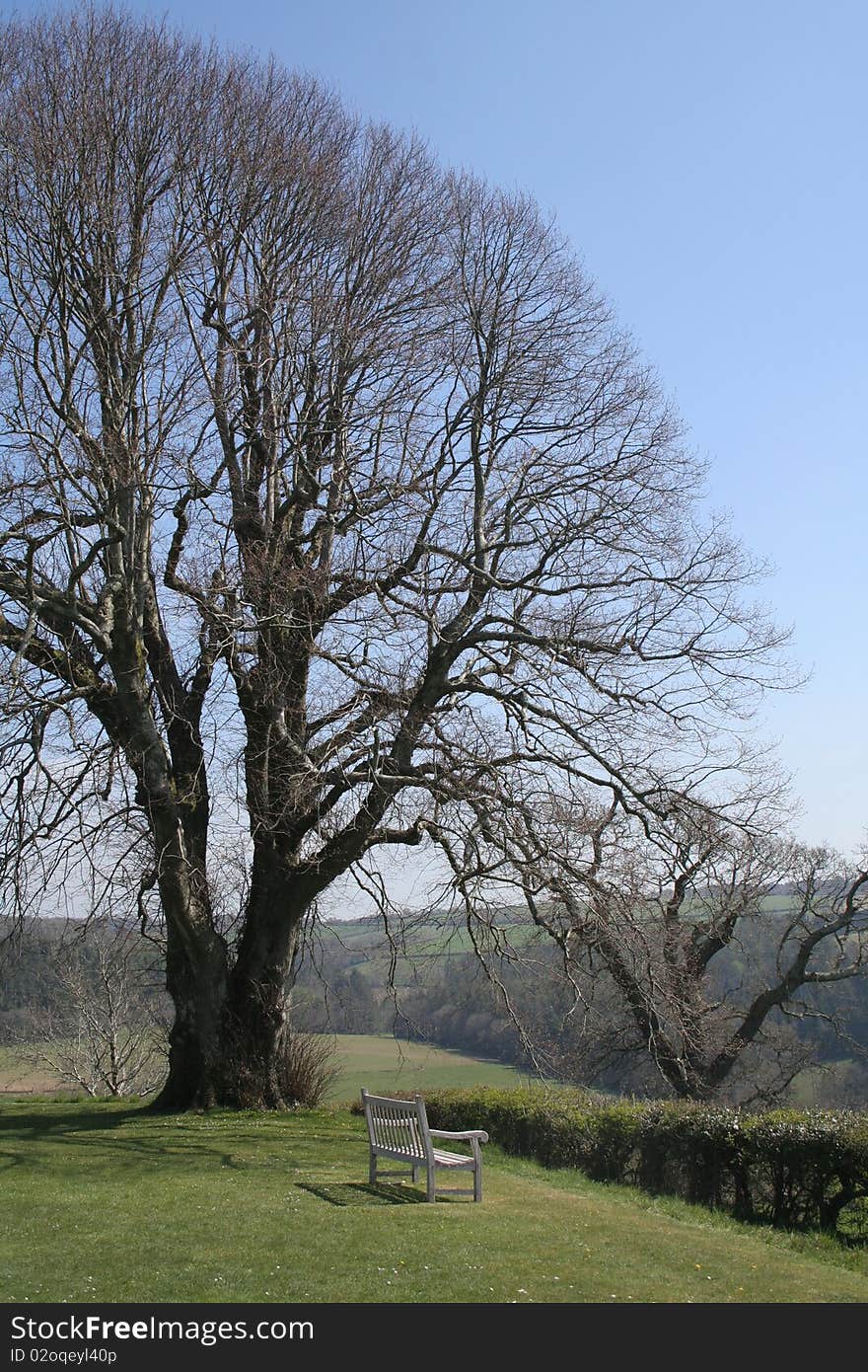 Tranquil scene of bench to sit on next to beautiful tree against blue sky. Tranquil scene of bench to sit on next to beautiful tree against blue sky