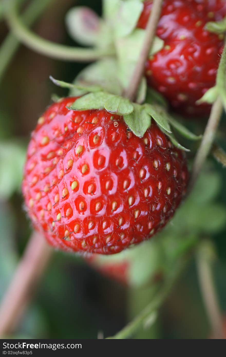 Few strawberries hanging on twig on green background. Few strawberries hanging on twig on green background