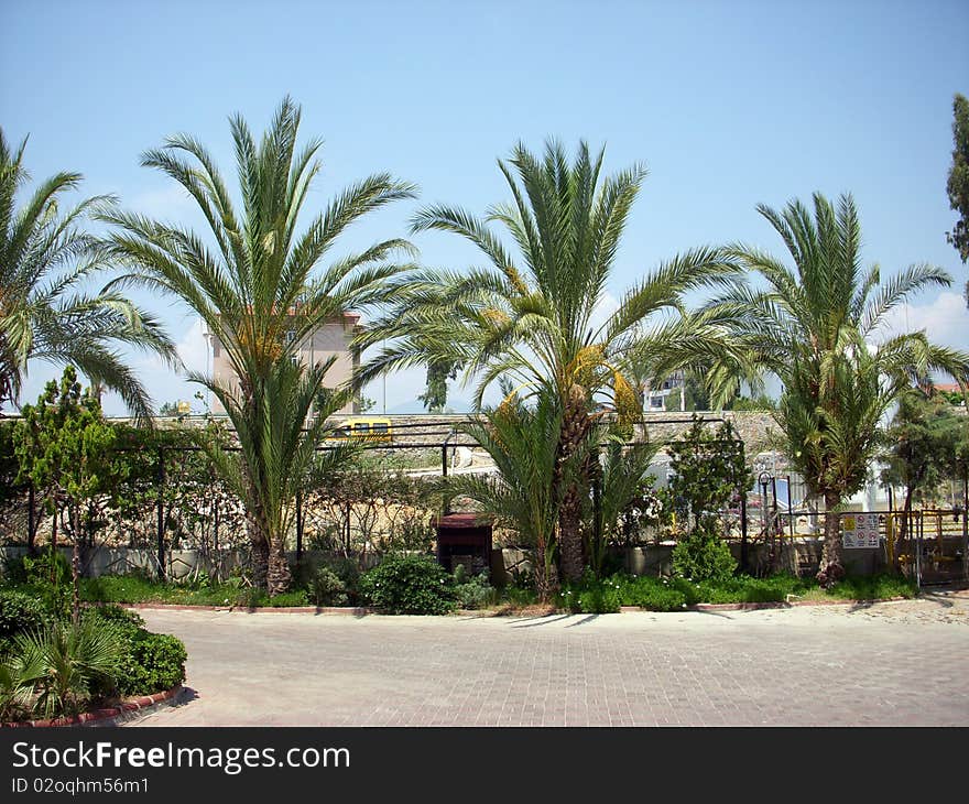 Palms in hotel's area(Alanya, Turkey)