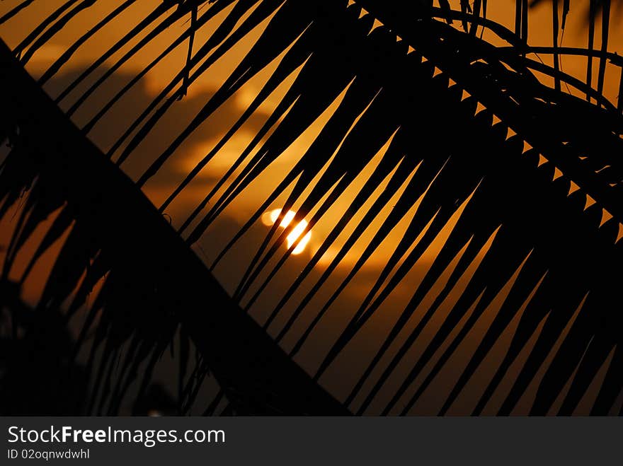 Sunset seen trough the palm leaves. Sunset seen trough the palm leaves