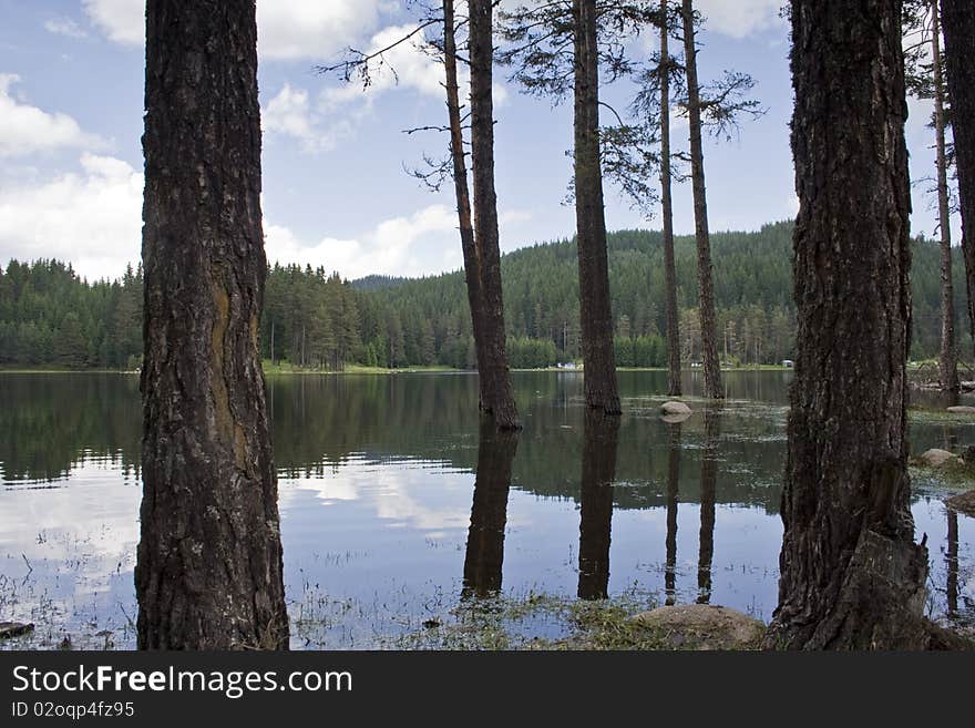 Landscape of lake with tree