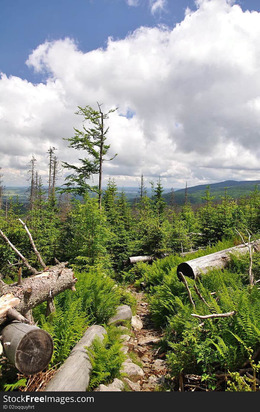 Green mountain forest during summer.