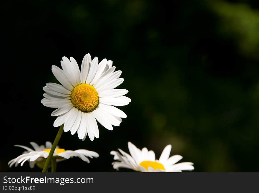 Daisy flowers in the garden