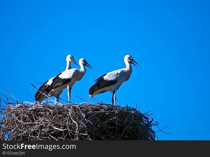 Three storks in the nest