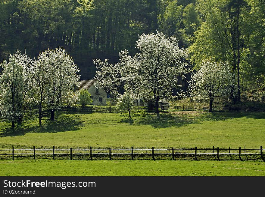 Cherry trees in spring, Hagen, Lower Saxony, Germa