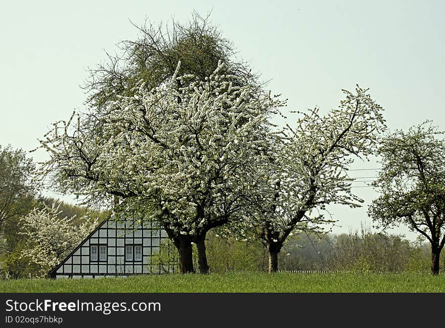 Half-timbered house with cherry blossom in Hagen, Lower Saxony, Germany, Europe