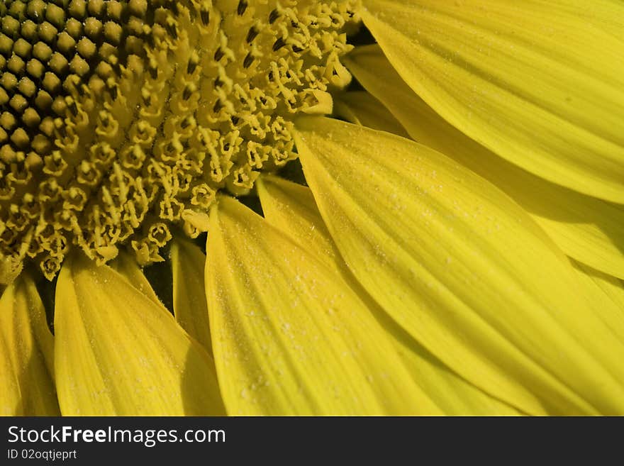 Sunflower blossom with great appearance