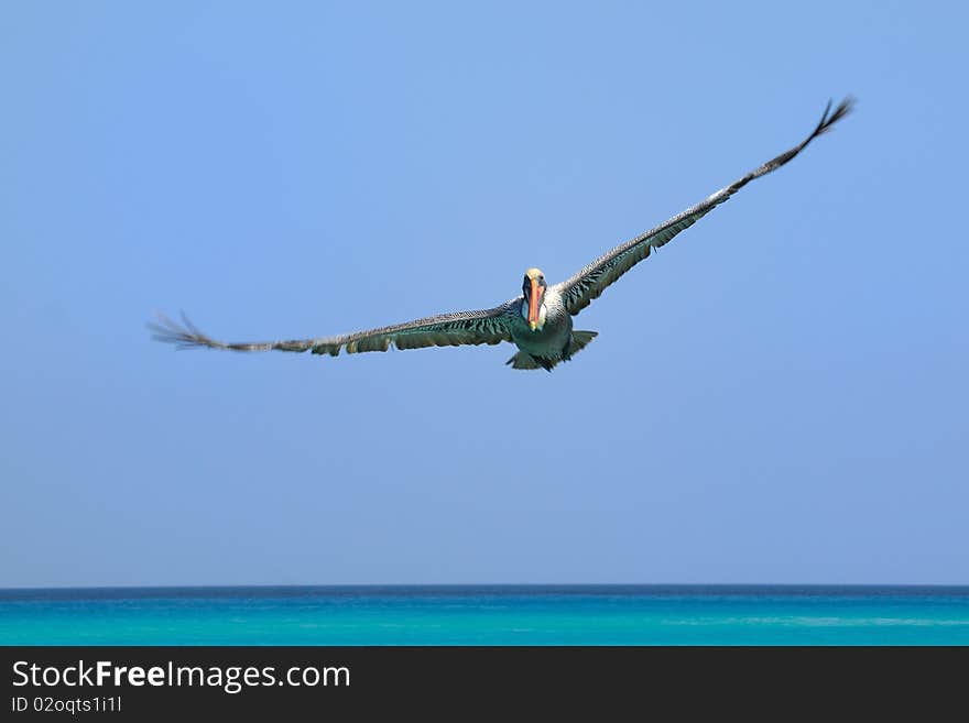 Flying pelican