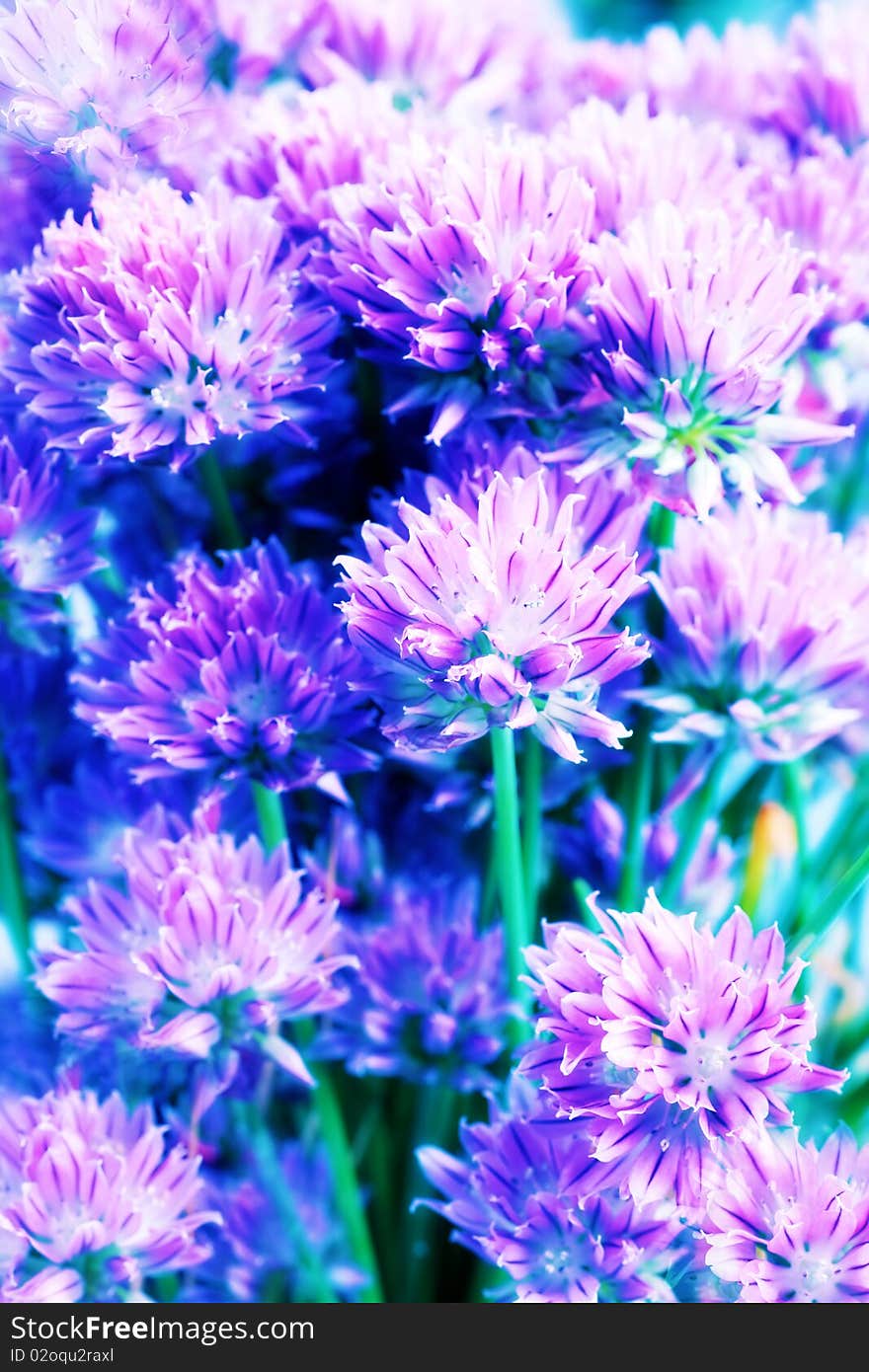 Close-up of a bunch of decorative onion.