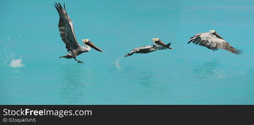 Flying pelican