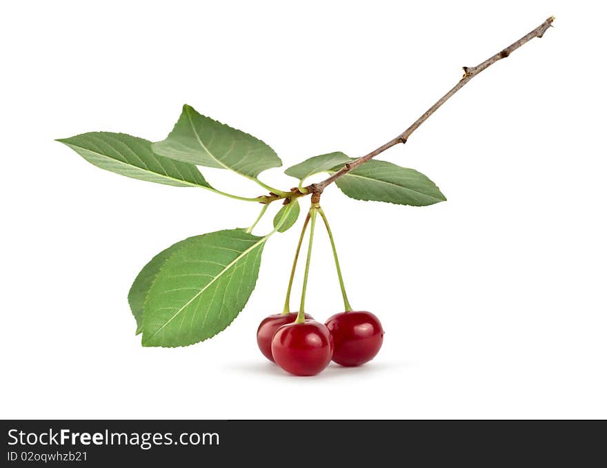 Three ripe cherries isolated on white background. Three ripe cherries isolated on white background