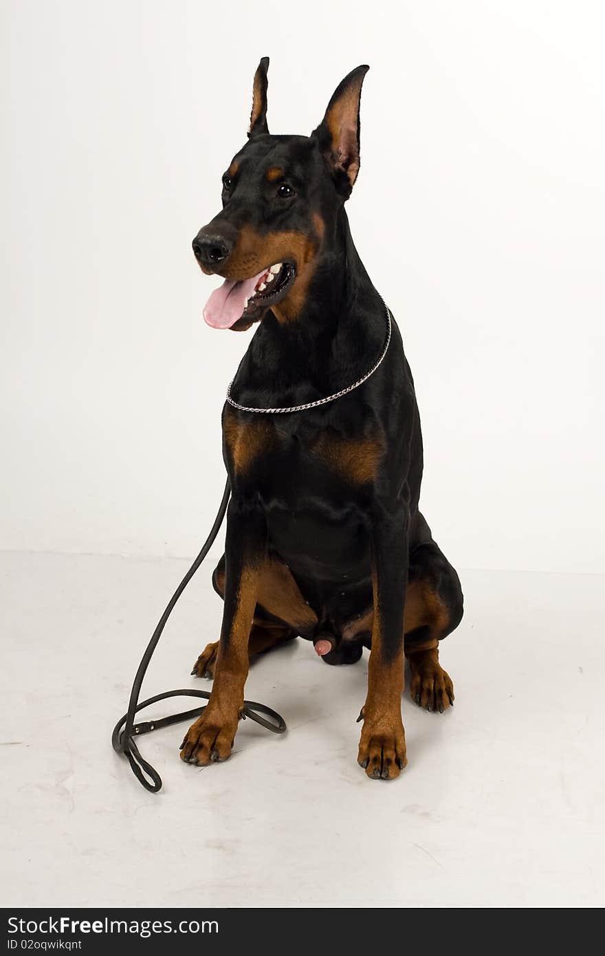 Doberman on white background