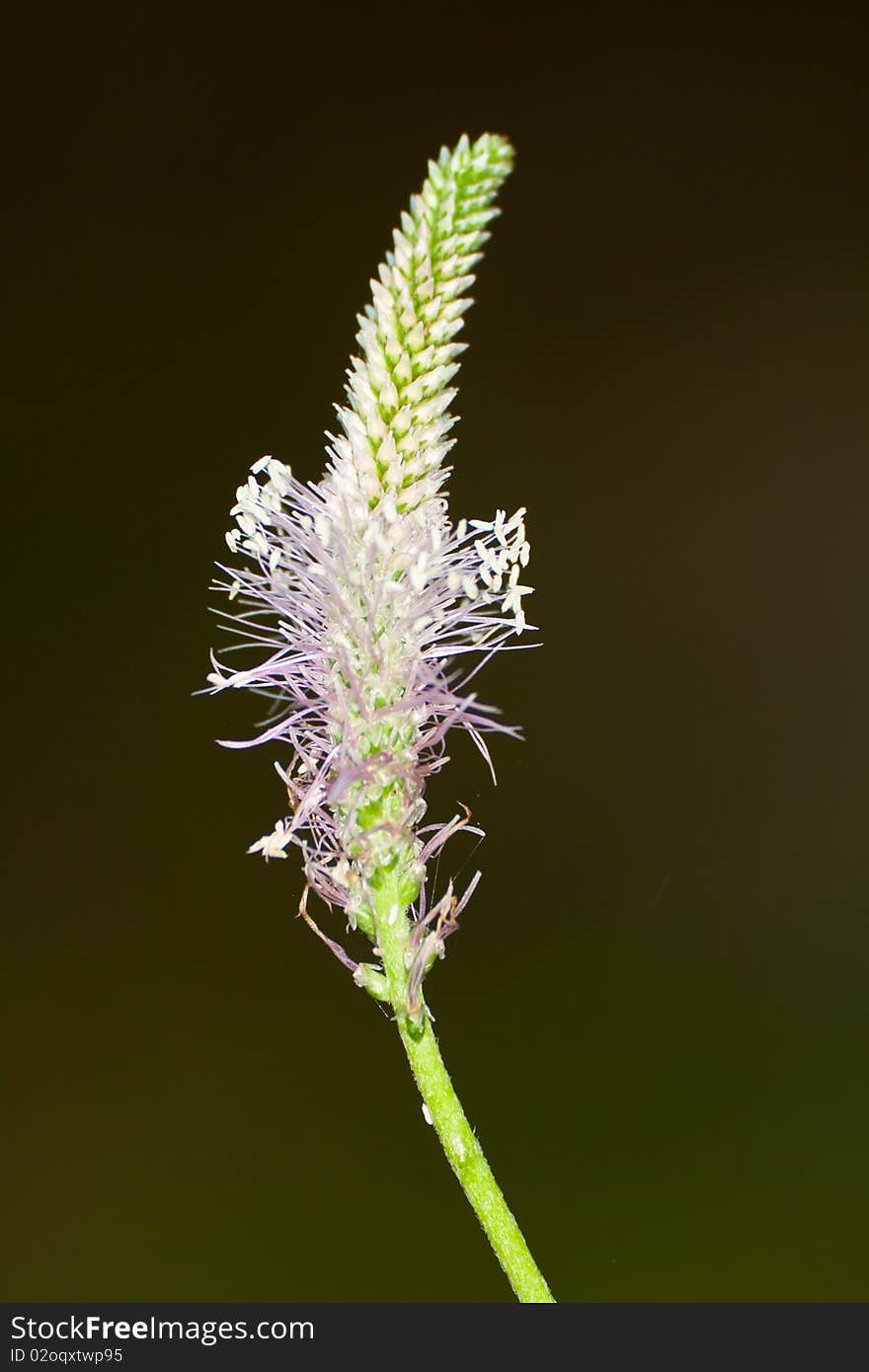 White flower with green background, closeup