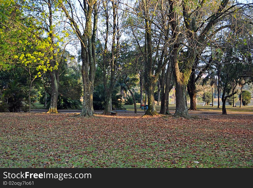 Trees in the park in winter