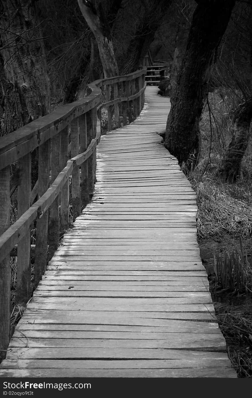 Boardwalk in forest in late winter