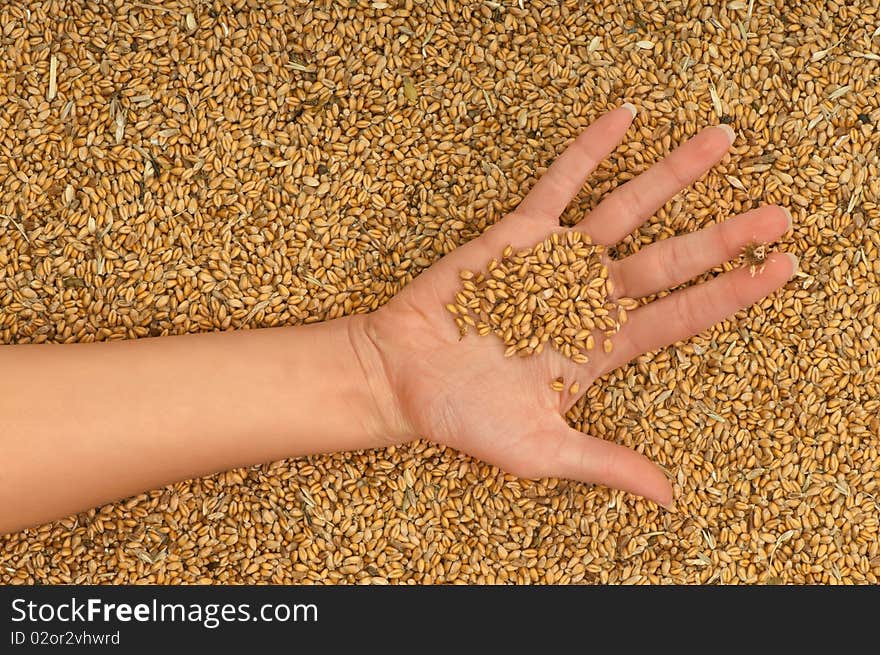 A handful of grains in the woman's hand. A handful of grains in the woman's hand