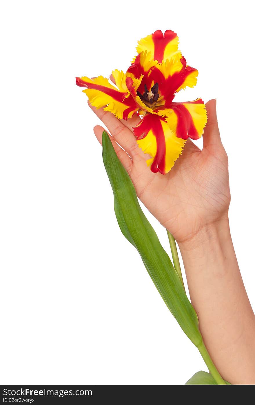 Woman holding colored tulip in the hand