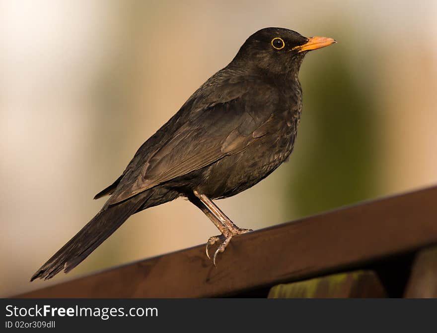 Blackbird sitting on a fence