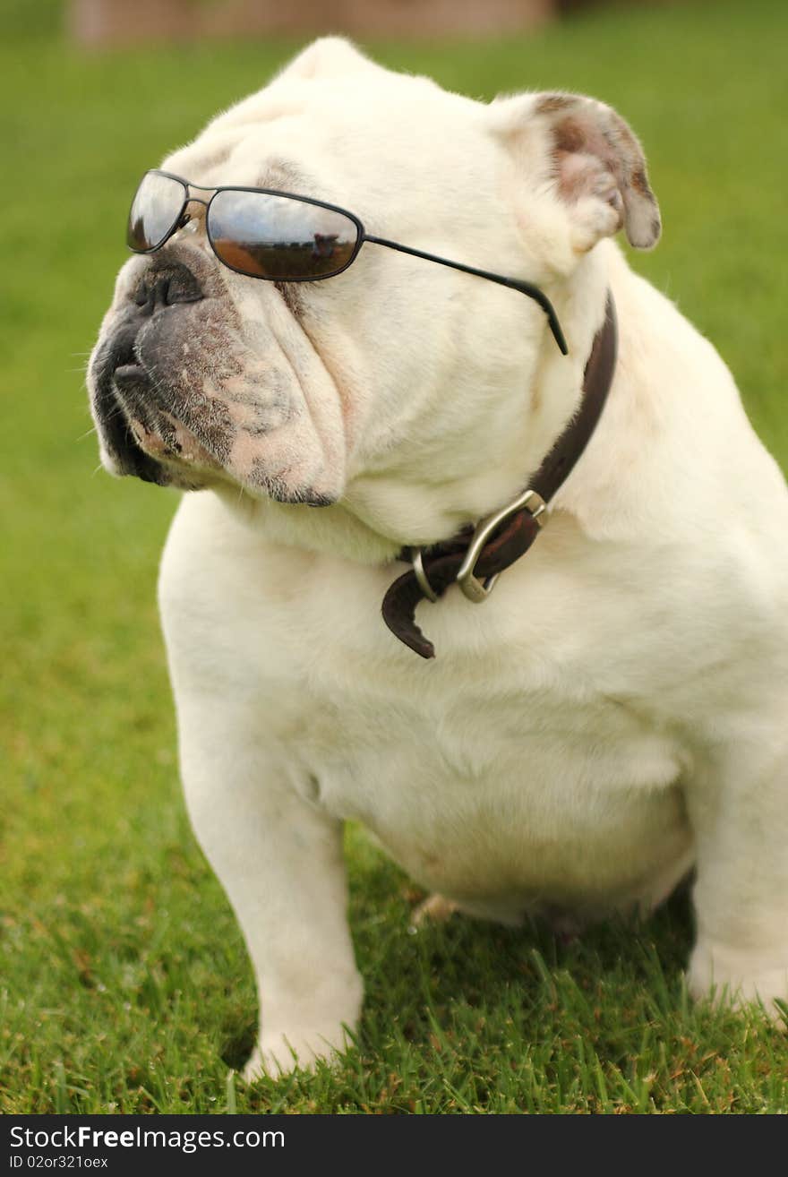 Profile view of an English Bulldog with Sunglasses. Profile view of an English Bulldog with Sunglasses