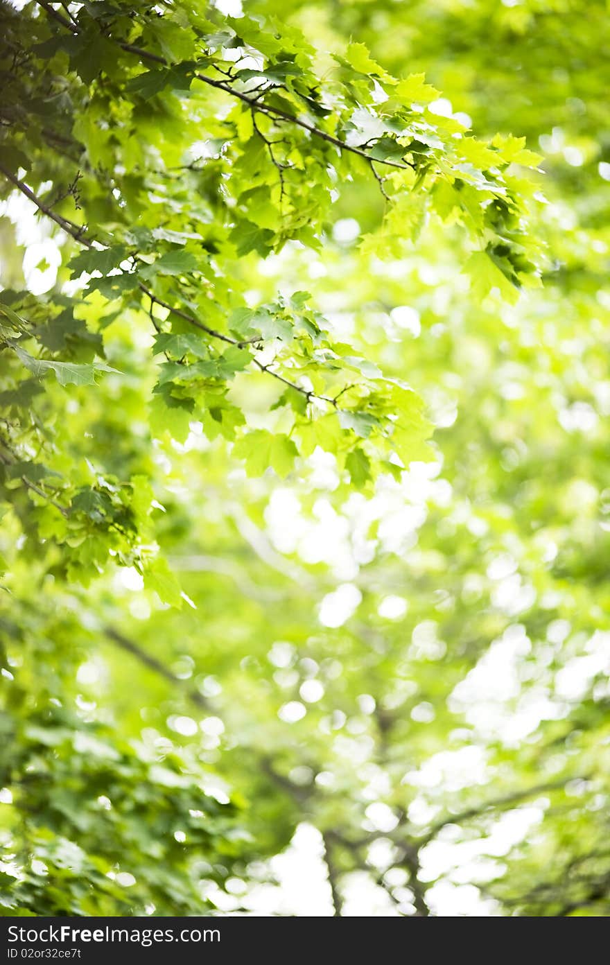 Green background with lush foliage