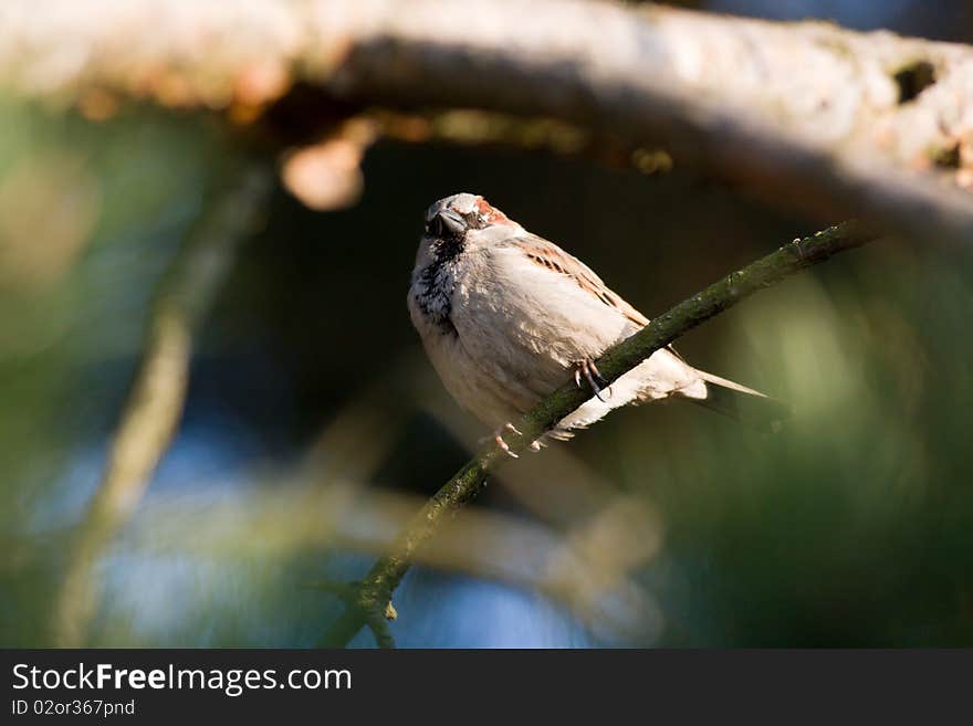 Photo of a garden sparrow on the tree