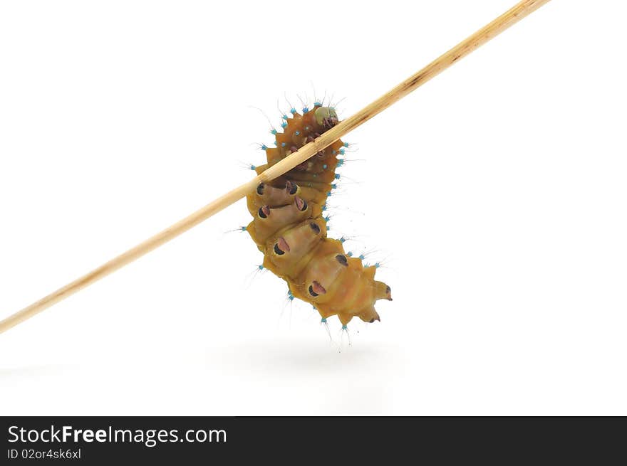 Brown caterpillar on white background. Brown caterpillar on white background